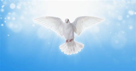 Why Is the Dove Often a Symbol for the Holy Spirit?