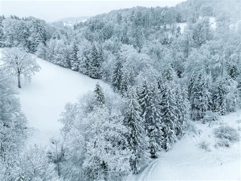 Premium Photo | Aerial view of snow covered forest in winter in ...