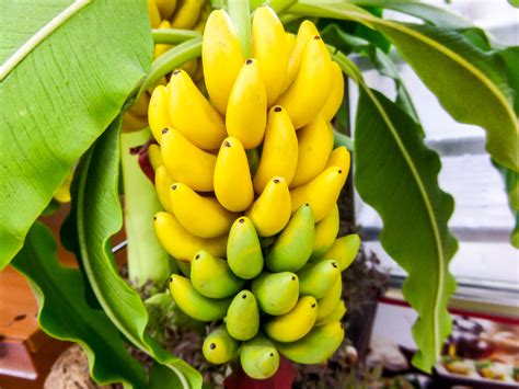 Banana Trees • Koolau Farmers