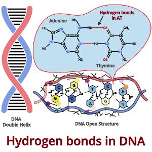 Hydrogen bonds in DNA: Base Pairing & Nature - PSIBERG