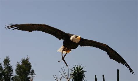 Free Flying eagle Stock Photo - FreeImages.com