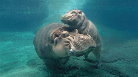 40 Hippo Locomotion Facts: How Fast Can a Hippo Swim? - Hippo Haven