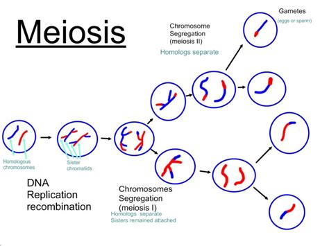 Meiosis: Meiotic cell division, stages and significance