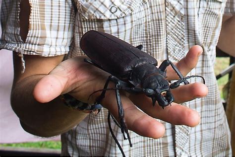 The Biggest Insects In The World - WorldAtlas.com