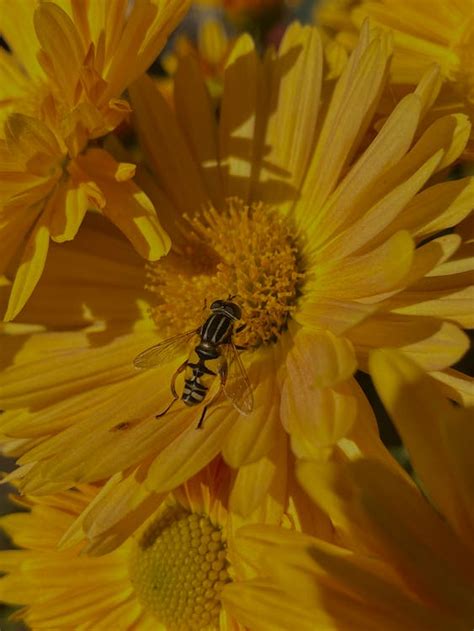 Bee during Pollination · Free Stock Photo