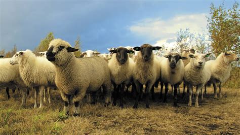 New Zealand Sheep Facts | NZ Sheep Facts you didn't know