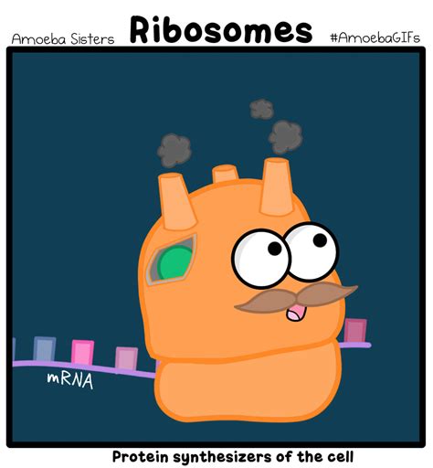 amoebasisters | Science cells, Teaching biology, Biology classroom