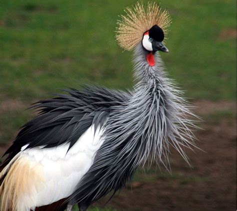 Images and Places, Pictures and Info: uganda flag bird