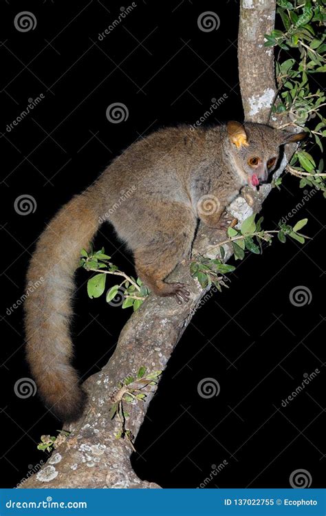 Greater galago in a tree stock image. Image of alert - 137022755