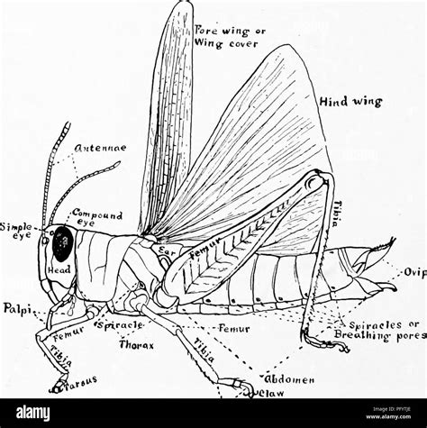 Grasshopper anatomy hi-res stock photography and images - Alamy