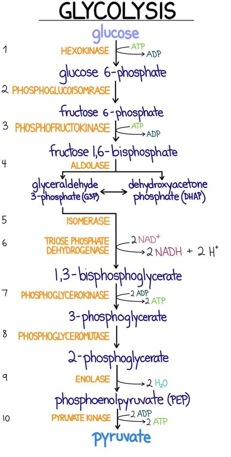 Glycolysis | Introduction, Pathway , Diagram & Summary | Biology facts ...