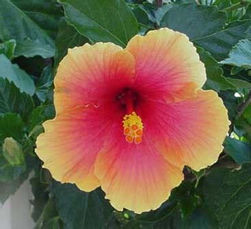 Chinese Hibiscus, Hibiscus Rosa Sinensis