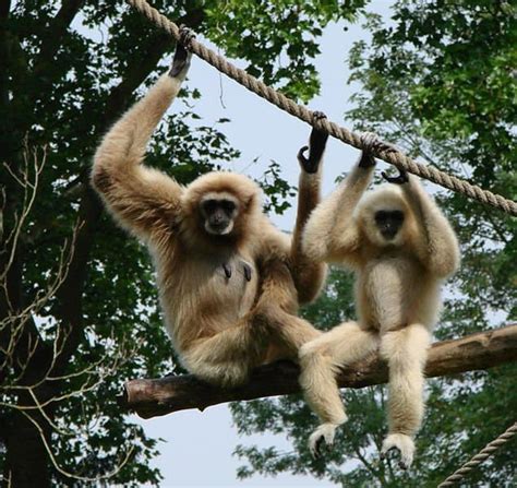 Gibbon - A-Z Animals