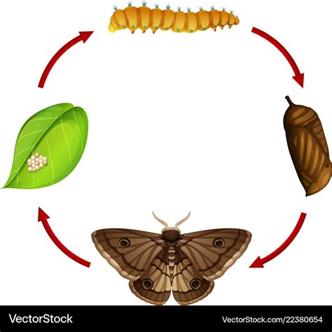 Moth life cycle concept Royalty Free Vector Image