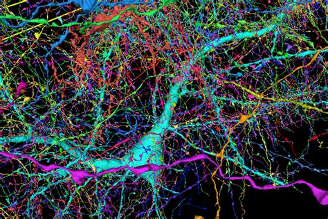 Google and Harvard map brain connections in unprecedented detail