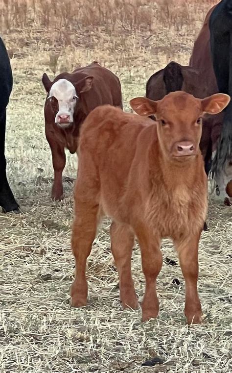 Red Angus Calves Photograph by Mandy Bullis - Fine Art America