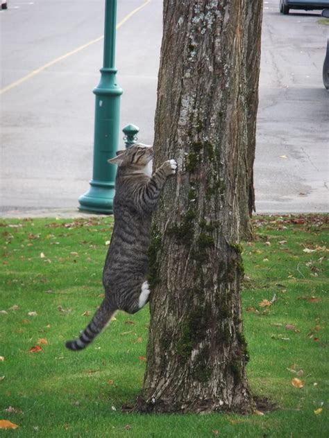 Cat climbing a tree.. by GeordieAllenMan on DeviantArt