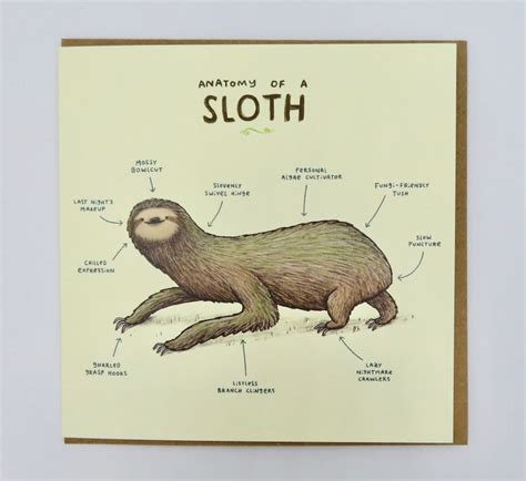 Anatomy Of A Sloth Card | Etsy