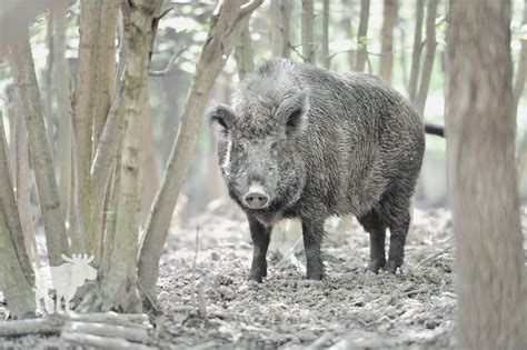 What To Do If You See A Wild Boar? — Forest Wildlife