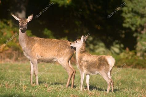 Mother deer and baby deer Stock Photo by ©Ukrainian 1554388