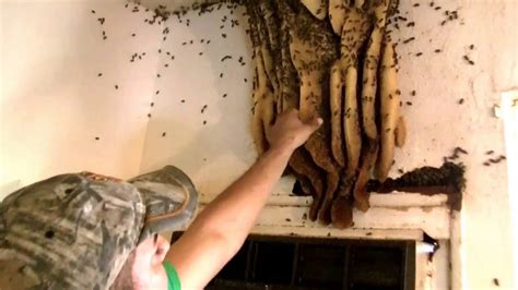 Honey Bee Hive removal- Exposed Hive indoors by Luis Slayton of Bee ...