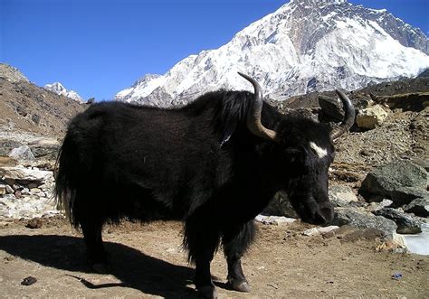 Wild Yak: Majestic Mountain Mammal with Unique Adaptations