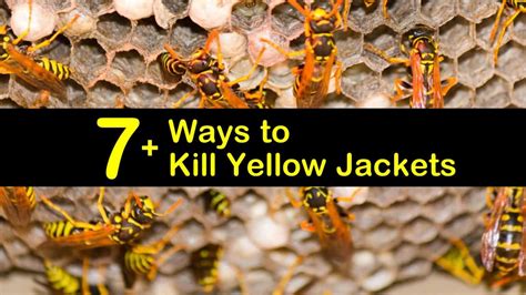 Clever Tricks for Yellow Jacket and Wasp Control