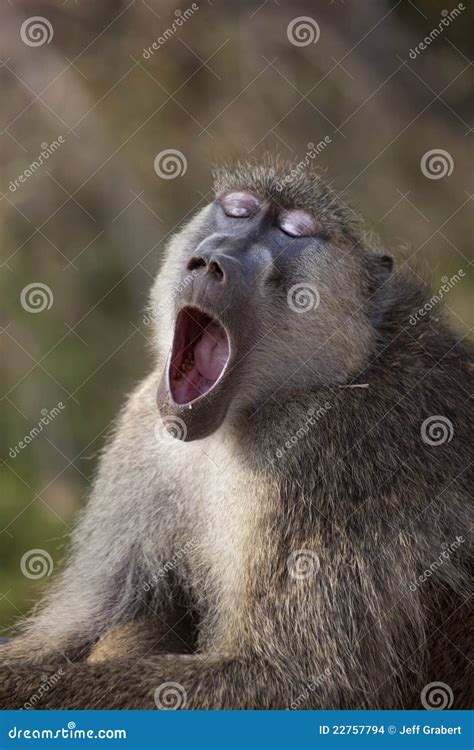 Yellow Baboon stock photo. Image of safari, primate, kenya - 22757794