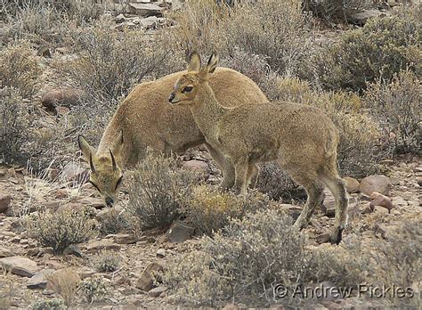 Andrew's Birding and Wildlife: Animals Karoo National Park