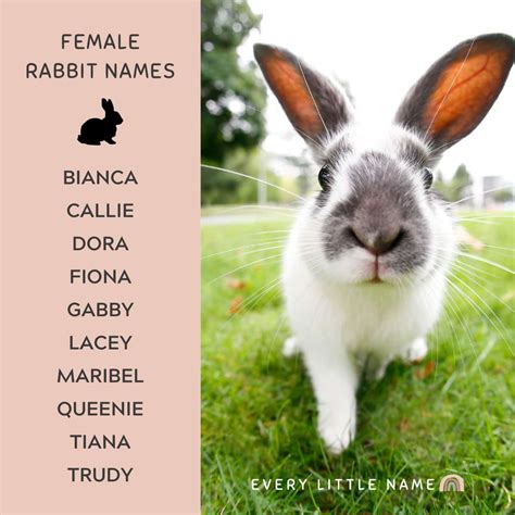 230+ Best Rabbit Names for Your Pet Bunny - Every Little Name