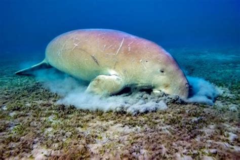 Dugong - Facts, Diet & Habitat Information