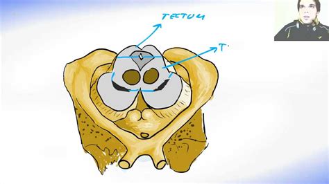 Midbrain or Mesencephalon - Human Brain Anatomy - YouTube