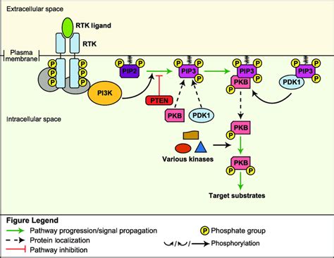 Imp Suppressed Pten Pi3k Akt Mtorp21 Signaling Pathway Visualized ...