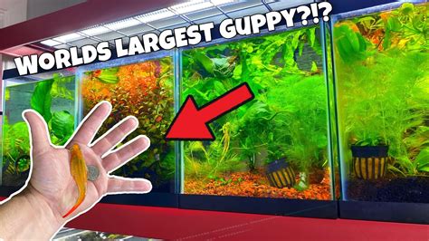 World's LARGEST Guppy? | Breeding Guppies For Beginners Part 2 Guppy ...