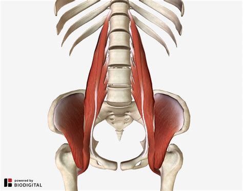 The Iliopsoas Muscle and its Frequently Overlooked Syndrome