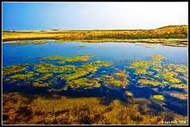 Pulicat Lake - Bird Sanctuary