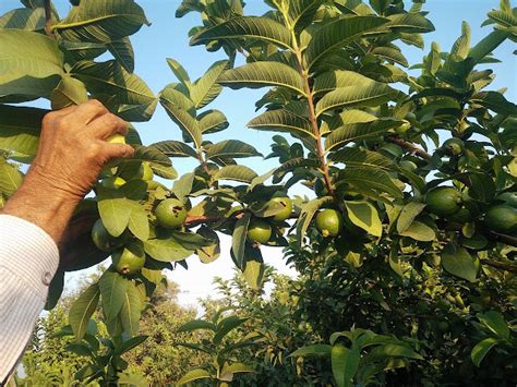 Gak Risau! 5 Cara Merawat Pohon Jambu Biji agar Berbuah Lebat - Toko ...