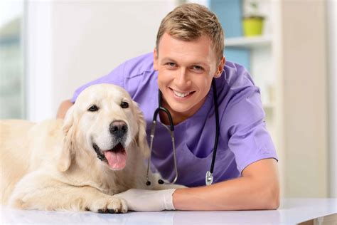 Professional vet examining a dog