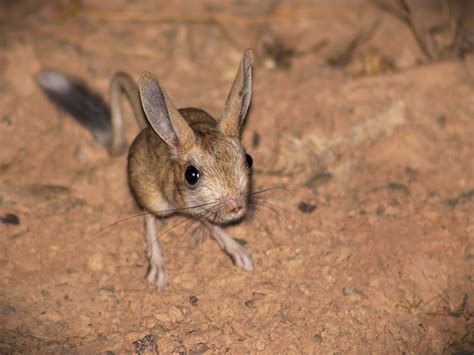 What Animals Live In The Gobi Desert? - WorldAtlas