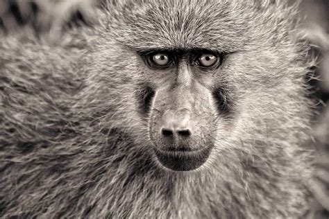 Olive Baboon | Ilan Wittenberg Photographer