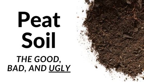 Peat Soil: The Good, the Bad & the Ugly + Tips for Use