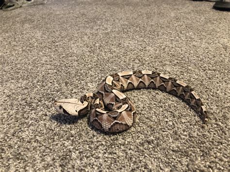 Gaboon viper : r/snakes