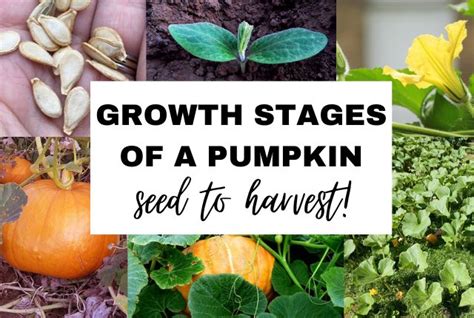 The 7 Growth Stages of a Pumpkin: From Seed to Harvest - Plant Food At Home