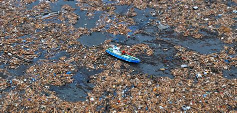 Japan’s Wildlife Is Still Reeling from the 2011 Earthquake and Tsunami ...