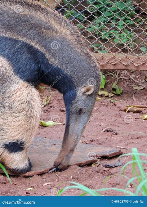 Anteater stock image. Image of snout, head, ants, wild - 68902755