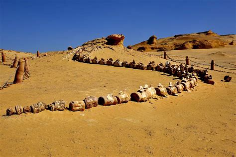 Valley of the Whales Egypt at Wadi Al-Hitan | Whizzed Net