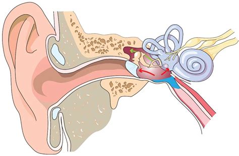 Middle-Ear Barotrauma on Ascent | Ears & Diving - DAN Health & Diving