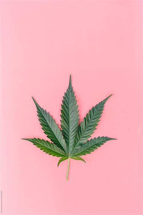 "Green Marijuana Leaf On Pink Background" by Stocksy Contributor ...