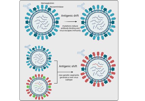 Quadrivalent Hemagglutinin Nanoparticles: Closer to a Universal ...