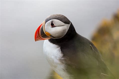 Puffins in Iceland | Guide to Iceland